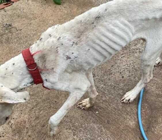 PC prende dono de cão vítima de abandono prolongado e maus-tratos,