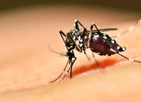 HDT alerta para riscos da dengue e reforça prevenção