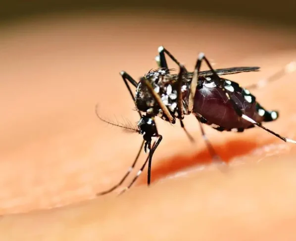 HDT alerta para riscos da dengue e reforça prevenção