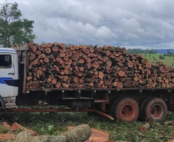 PC e PM prendem três envolvidos em extração ilegal de madeira em Santa Rosa de Goiás