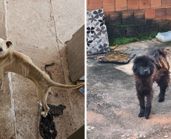 PCGO prende em flagrante suspeito por maus-tratos a animais em Santo Antônio do Descoberto