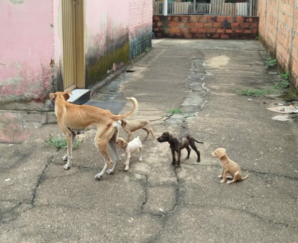 PCGO resgata cadela e filhotes de situação de maus-tratos