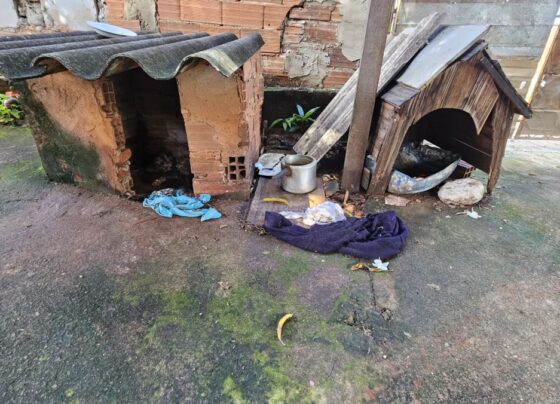 Polícia Civil investiga tutoras por maus-tratos animais que podem ter ocasionado a morte de