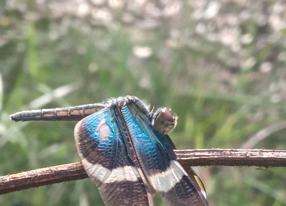 Cientistas podem participar da 1ª avaliação de risco da fauna de Goiás