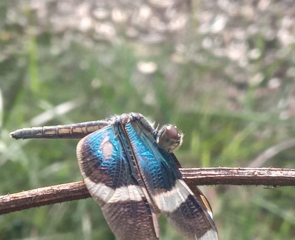 Cientistas podem participar da 1ª avaliação de risco da fauna de Goiás