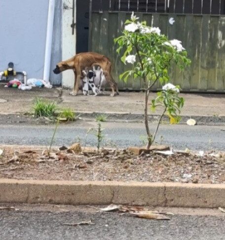 Homem é preso em Catalão por maus-tratos a animais; cachorro esta subnutrido