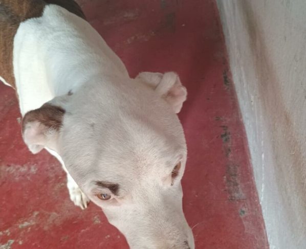 Maus-tratos animais: