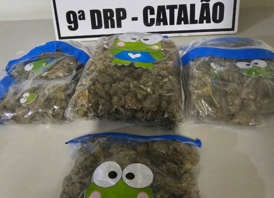 PCGO apreende R$12,5 mil em Super Maconha e prende suspeito de tráfico no momento em que chegava em catalão para comercializá la