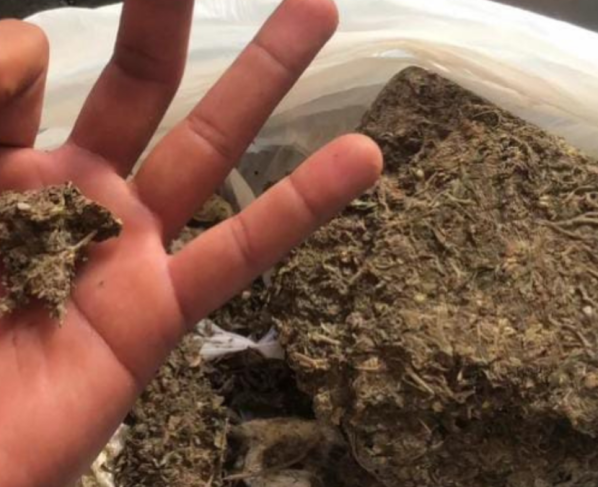 PCGO prende homem que anunciou drogas em redes sociais e comercializou em festa municipal