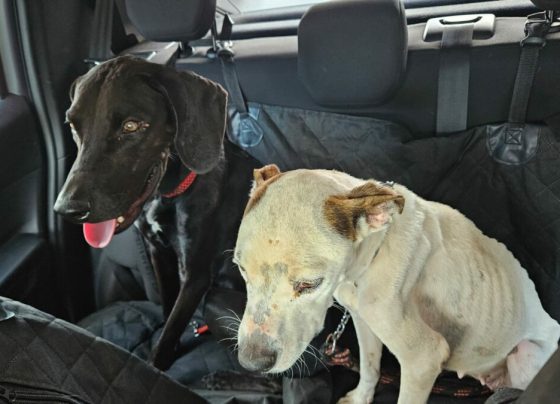 PCGO resgata cães vítimas de maus tratos e prende tutor em flagrante na capital