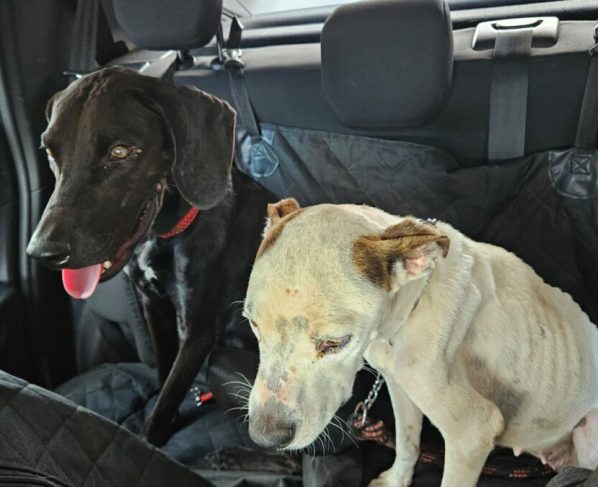 PCGO resgata cães vítimas de maus tratos e prende tutor em flagrante na capital