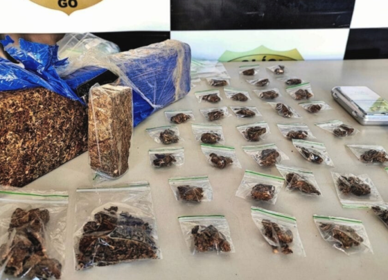 PCGO prende homem em flagrante por tráfico de drogas e apreende “super maconha” em Minaçu