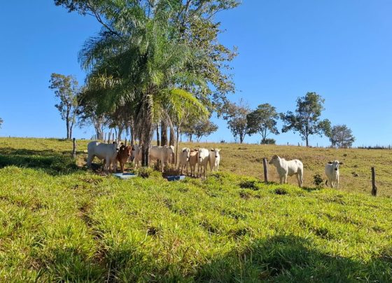 PCGO apreende 27 cabeças de gado e arma irregular durante operação contra estelionato em Formoso