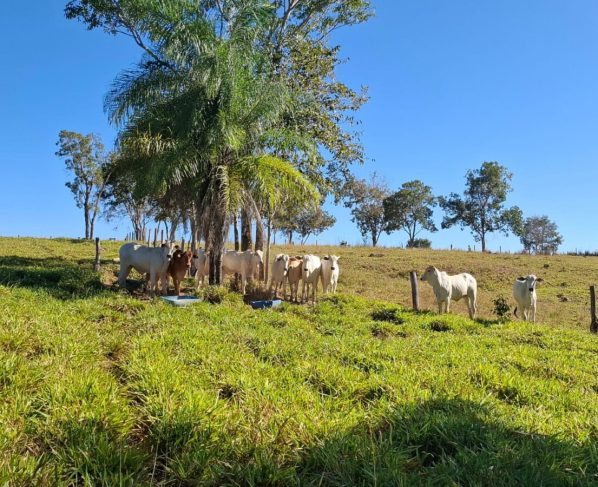 PCGO apreende 27 cabeças de gado e arma irregular durante operação contra estelionato em Formoso