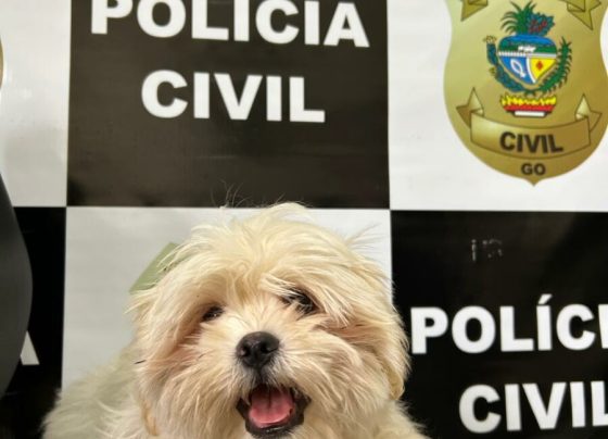 PCGO recupera em Catalão filhote de Shih Tzu furtado da porta de residência