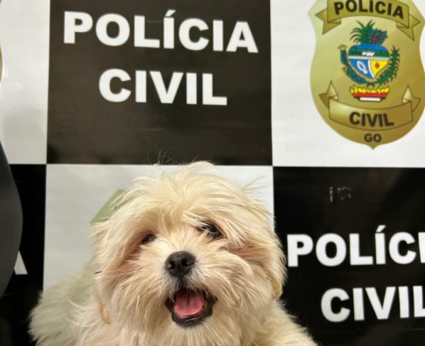 PCGO recupera em Catalão filhote de Shih Tzu furtado da porta de residência