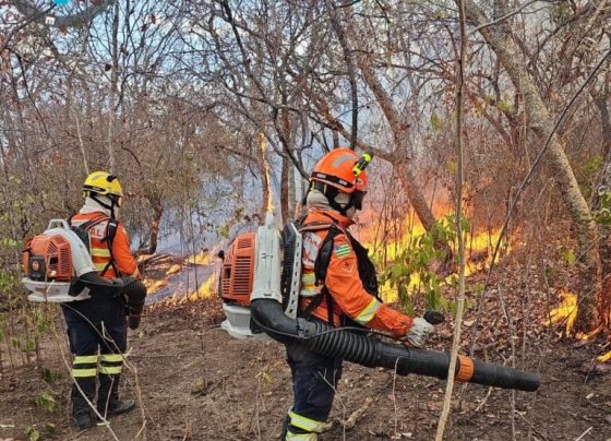 Identificados autores de incêndios de quase 90 mil hectares