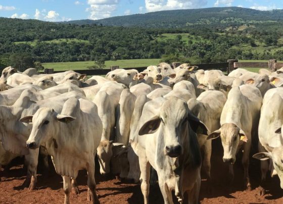 Agrodefesa abre segunda etapa da Declaração de Rebanho a partir do próximo sábado - Rebanho bovino no pasto