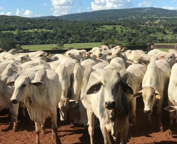 Agrodefesa abre segunda etapa da Declaração de Rebanho a partir do próximo sábado - Rebanho bovino no pasto