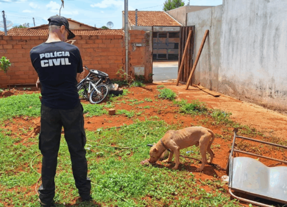 PCGO apura caso de maus tratos e resgata pitbull em situação de abandono