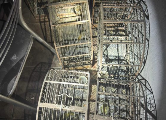 PCGO apura crime de maus tratos a animais após incêndio em residência de Morrinhos