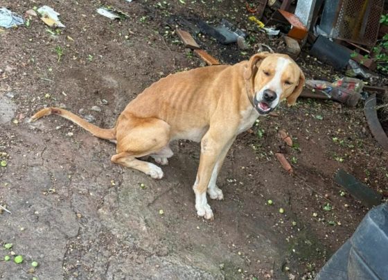Polícia Civil prende tutor que mantinha cachorros sem água e comida, em Jataí