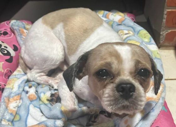 PCGO resgata cão vítima de abandono e investiga responsável pelo crime