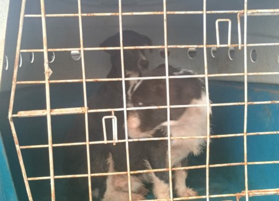 Polícia Civil resgata dois cães vítimas de maus tratos em Morrinhos