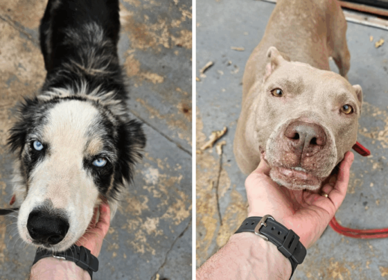 PCGO prende homem por maus tratos a cães em Goiânia