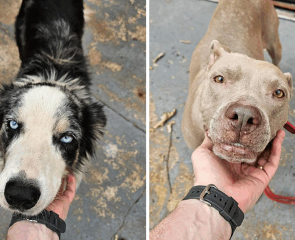 PCGO prende homem por maus tratos a cães em Goiânia