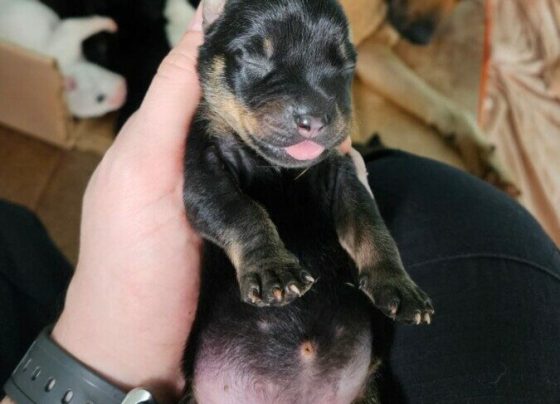 PCGO prende mulher por maus tratos a cães em Goiânia