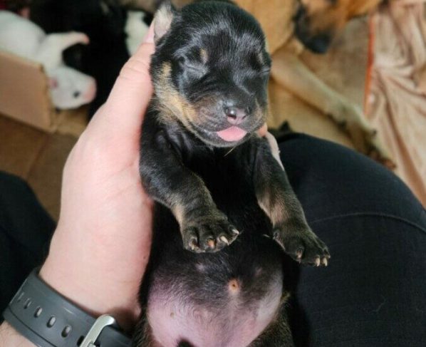 PCGO prende mulher por maus tratos a cães em Goiânia