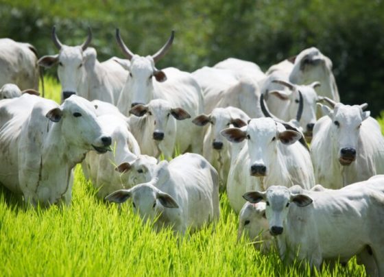 Declaração de Rebanho 2026: primeira etapa começará em 1º de maio e terá prazo de 31 dias em Goiás