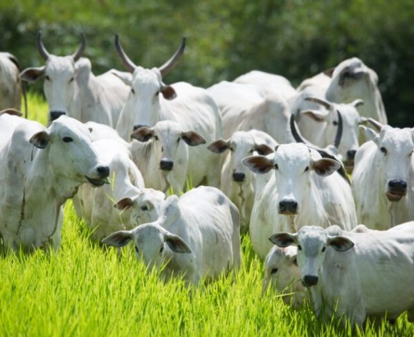 Declaração de Rebanho 2026: primeira etapa começará em 1º de maio e terá prazo de 31 dias em Goiás