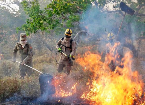 Governo lança chamada pública para projetos que visam prevenir incêndios no Cerrado