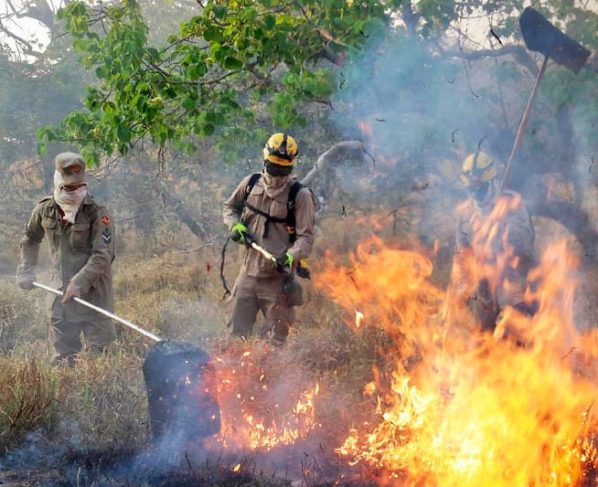 Governo lança chamada pública para projetos que visam prevenir incêndios no Cerrado
