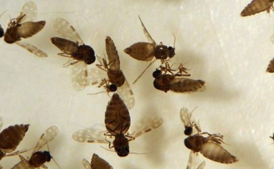 Goiás confirma primeiro caso de febre Oropouche em Anápolis