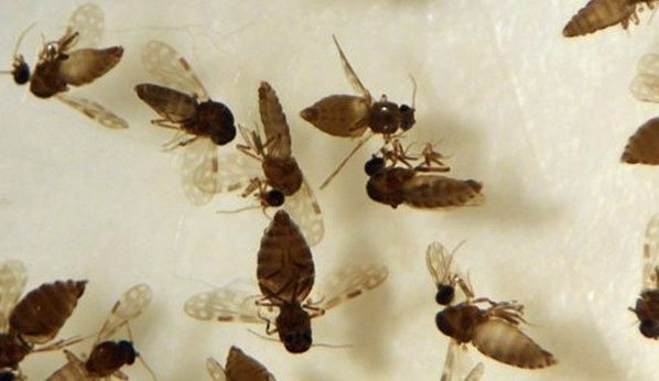 Goiás confirma primeiro caso de febre Oropouche em Anápolis