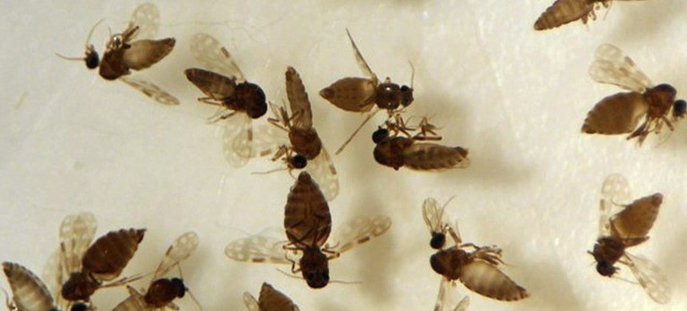 Goiás confirma primeiro caso de febre Oropouche em Anápolis