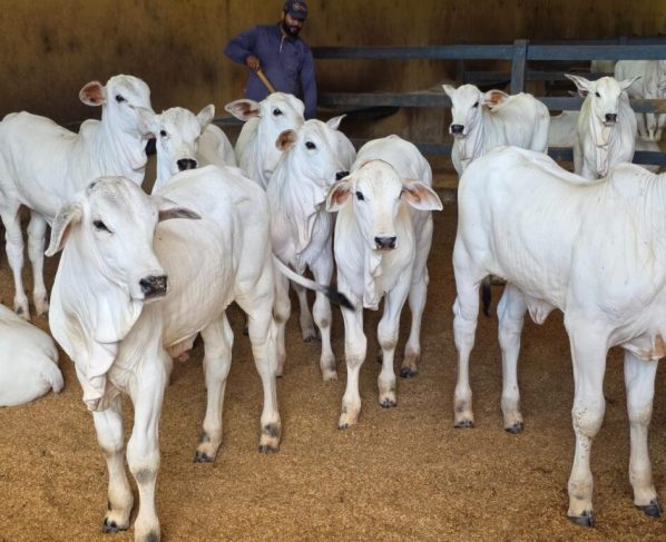 Governo de Goiás marca presença na 79ª Pecuária de Goiânia