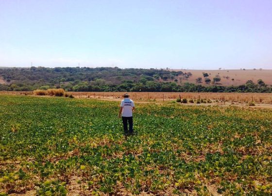 Vazio sanitário da soja começa em 27 de junho