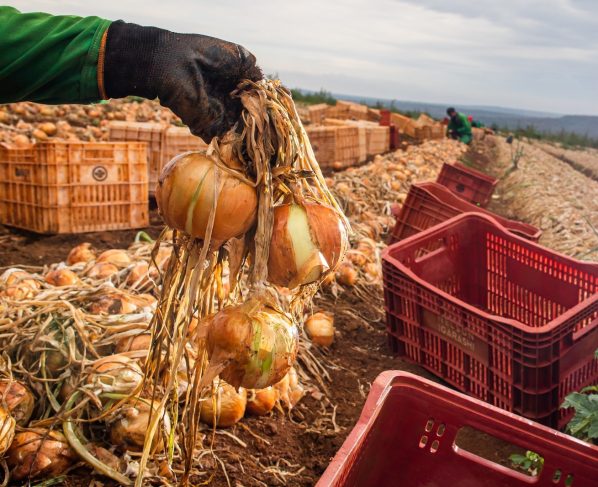 Ganho de produtividade faz colheita de cebola crescer 32,6% em Goiás